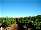 barossa valley vineyards